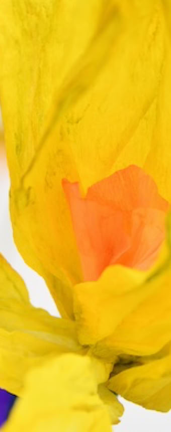 Édition numérotée de photographies par Georges Henz imprimées sur papier aquarelle.