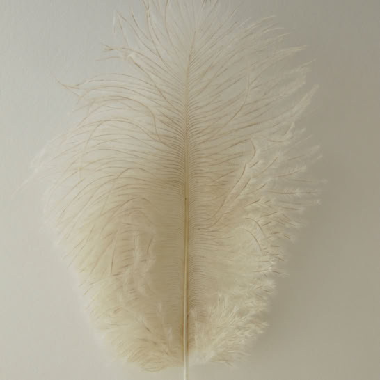 Plume duvet sur fond de papier de couleur